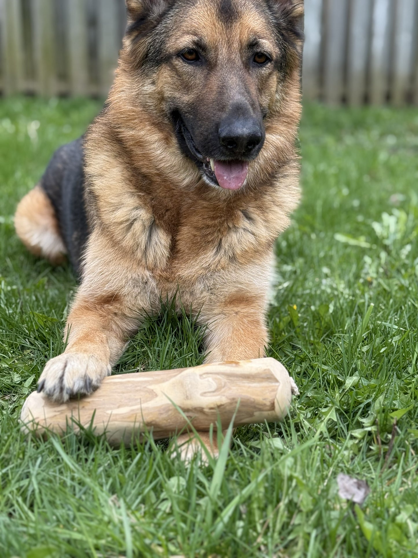 Extra Large 11-12 Inch - Bully Stick X Coffee Wood