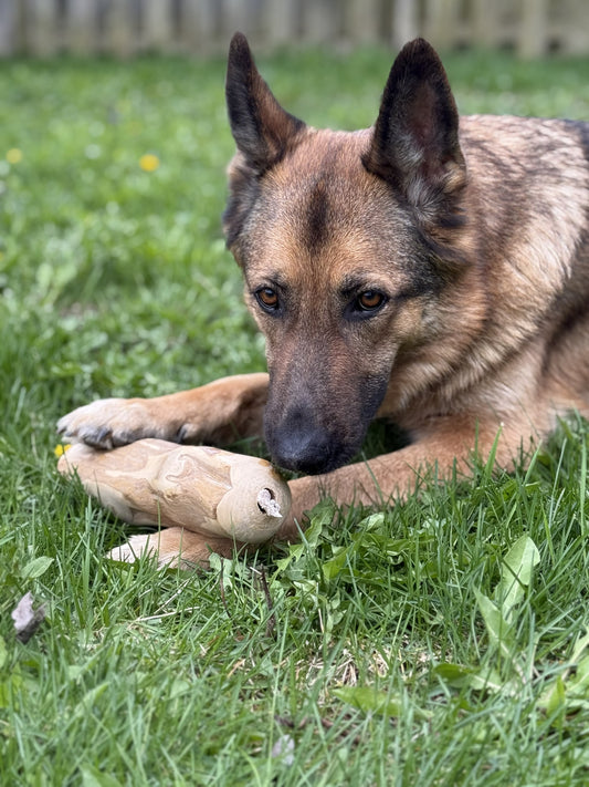 Extra Large 11-12 Inch - Bully Stick X Coffee Wood