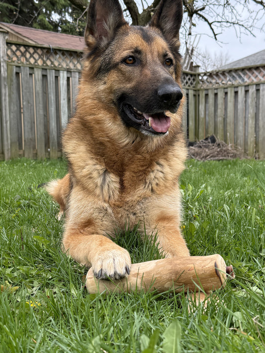 Large 8-9 inch - Bully Stick X Coffee Wood