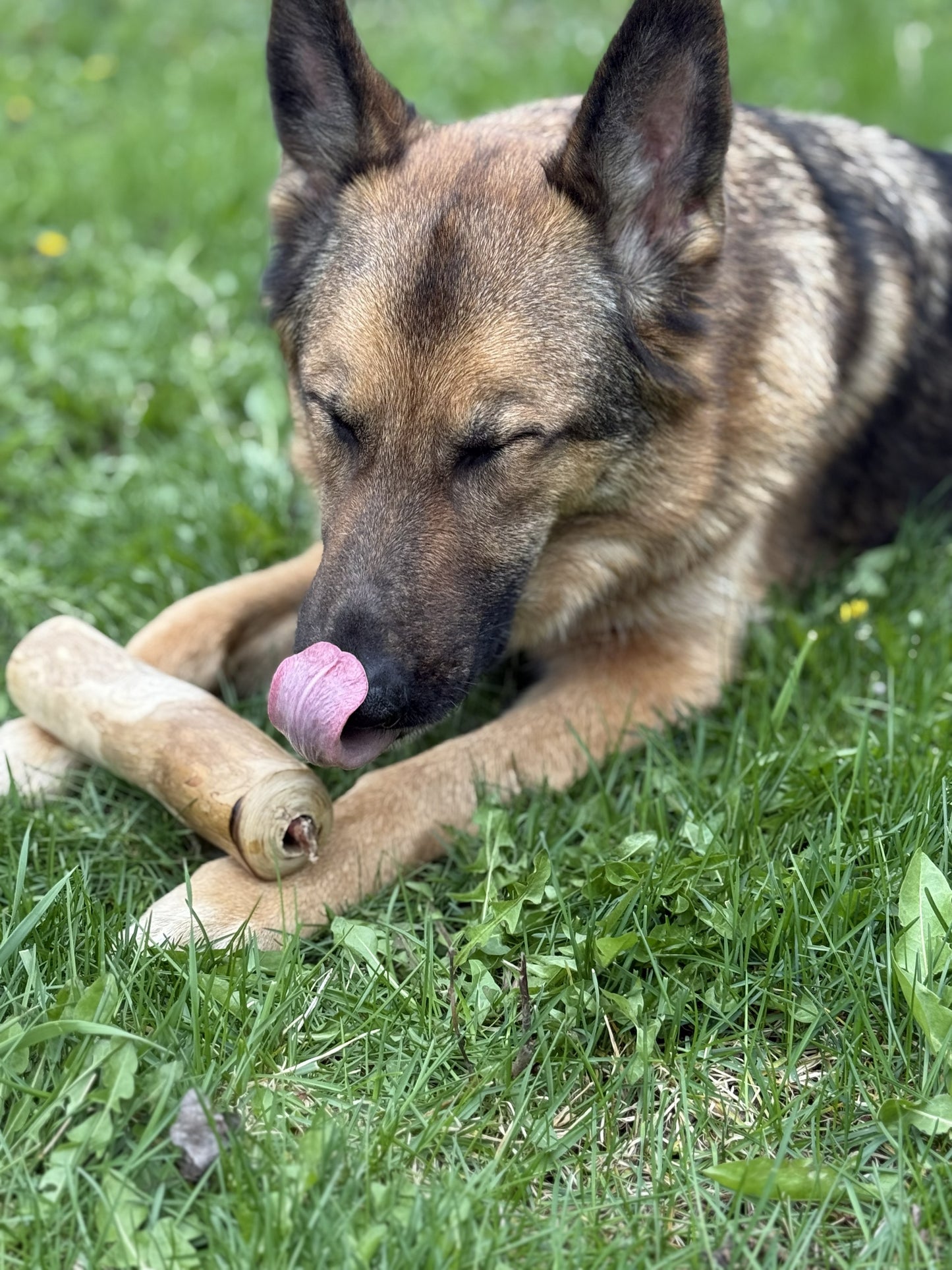 Large 8-9 inch - Bully Stick X Coffee Wood